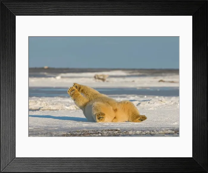 Framed Print : USA, Alaska, Brooks Range, Arctic National Wildlife Refuge Framed Print : USA, Alaska, Brooks Range, Arctic National Wildlife Refuge