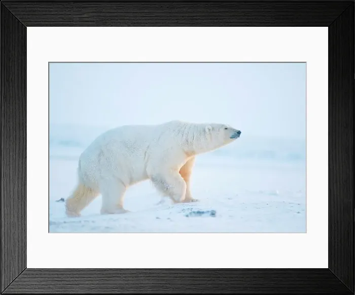 Framed Print : polar bear, Ursus maritimus, large boar walks along the coast during fall freeze up Framed Print : polar bear, Ursus maritimus, large boar walks along the coast during fall freeze up