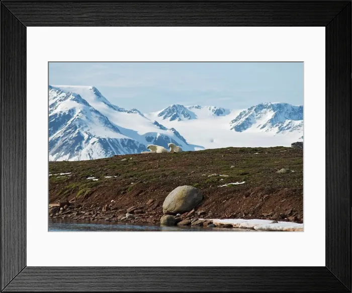 Framed Print : A polar bear (Ursus maritimus) sow and cub take a rest on Andoyane island in Liefdefjorden Framed Print : A polar bear (Ursus maritimus) sow and cub take a rest on Andoyane island in Liefdefjorden