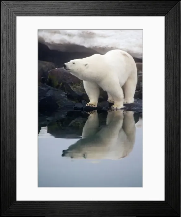 Framed Print : A large polar bear (Ursus maritimus) boar looks for food on a rock island off the coast of Svalbard