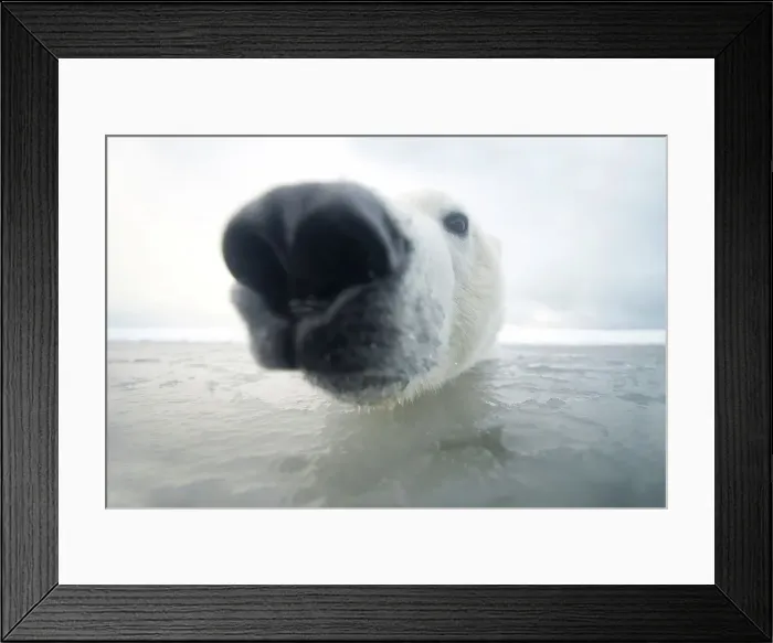 Framed Print : Curious Polar bear cub (Ursus maritimus) in freezing water Framed Print : Curious Polar bear cub (Ursus maritimus) in freezing water