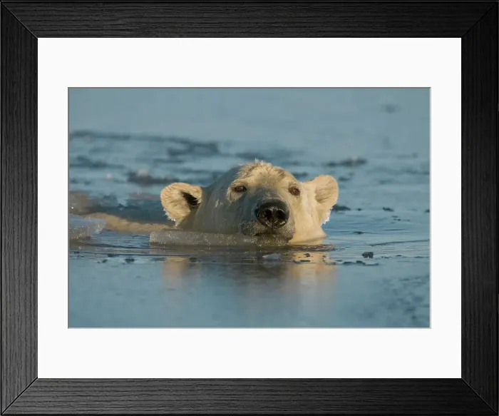 Framed Print : USA, Alaska, Brooks Range, Arctic National Wildlife Refuge Framed Print : USA, Alaska, Brooks Range, Arctic National Wildlife Refuge