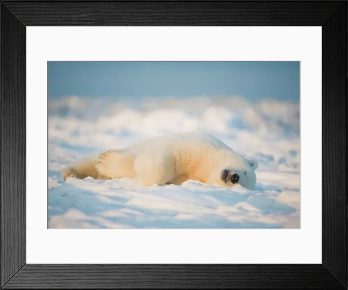 Framed Print : Polar bear cub (Ursus maritimus) sleeping on the newly frozen pack ice Framed Print : Polar bear cub (Ursus maritimus) sleeping on the newly frozen pack ice