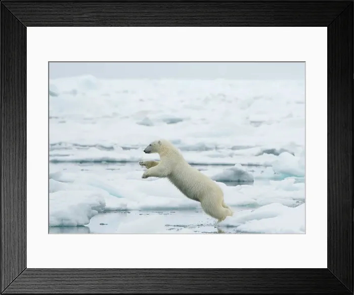 Framed Print : Norway, Svalbard Archipelago, Greenland Sea Framed Print : Norway, Svalbard Archipelago, Greenland Sea