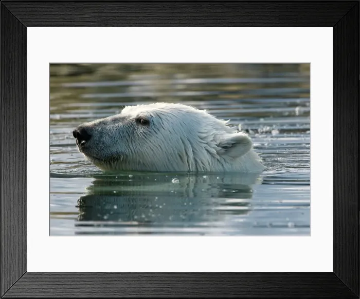 Framed Print : Norway, Svalbard Archipelago, Spitsbergen Framed Print : Norway, Svalbard Archipelago, Spitsbergen