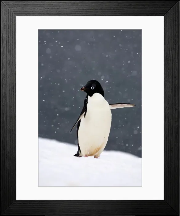 Framed Print : Antarctica, Antarctic Peninsula Framed Print : Antarctica, Antarctic Peninsula