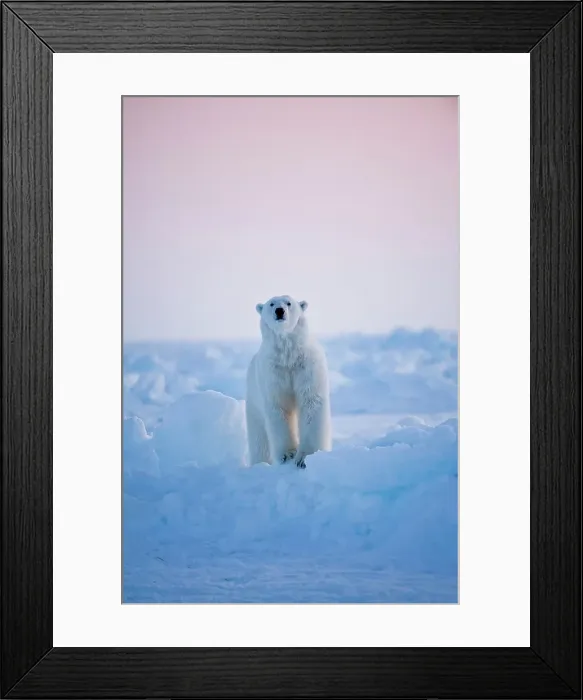 Framed Print : USA, Alaska, Chukchi Sea, offshore from Barrow Framed Print : USA, Alaska, Chukchi Sea, offshore from Barrow
