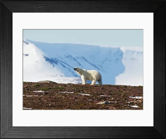 Framed Print : 4340, 4340-2025