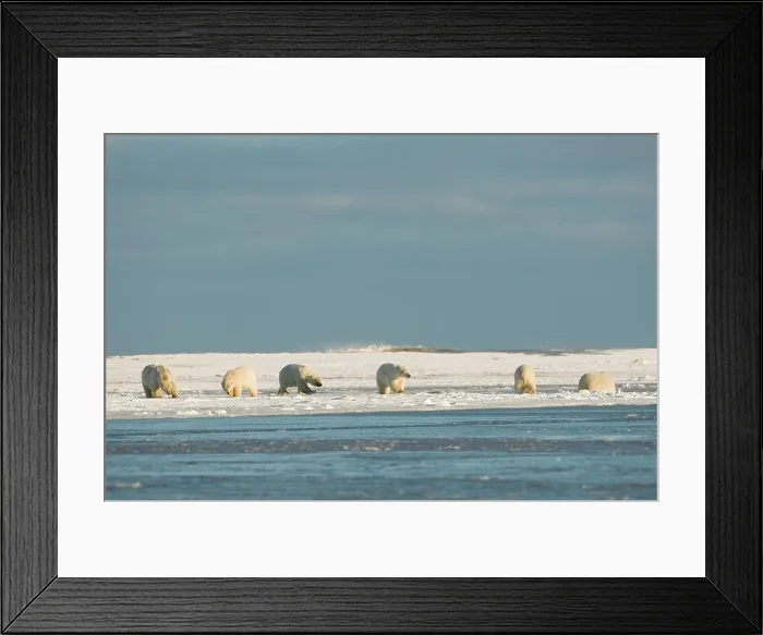 Framed Print : USA, Alaska, Brooks Range, Arctic National Wildlife Refuge