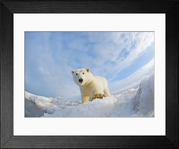 Framed Print : Polar bear cub (Ursus maritimus) on pack ice