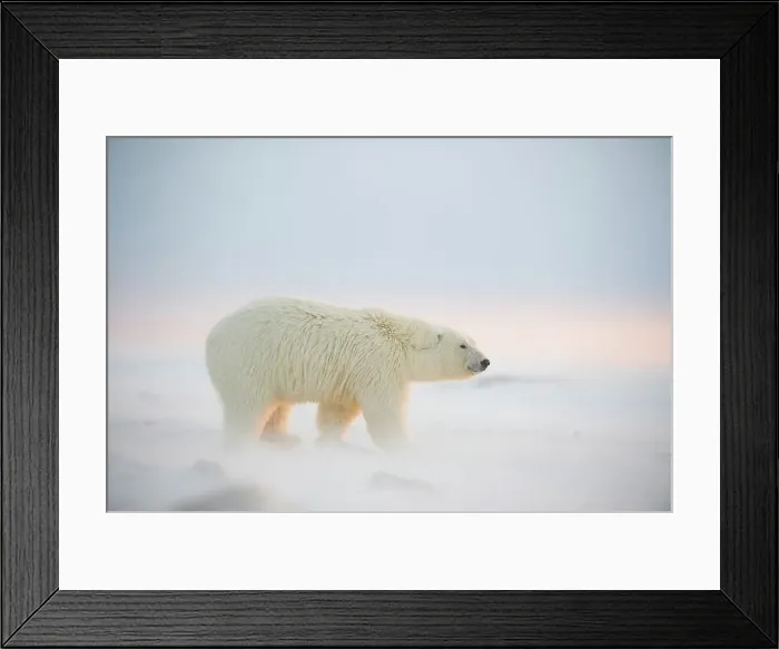 Framed Print : Polar bear cub (Ursus maritimus) walking on newly formed pack ice