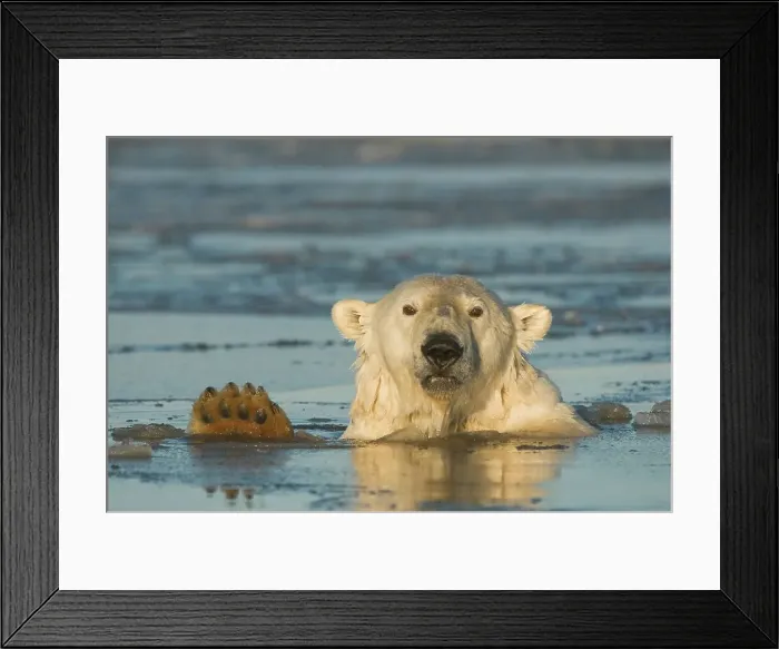 Framed Print : USA, Alaska, Brooks Range, Bernard Spit Framed Print : USA, Alaska, Brooks Range, Bernard Spit