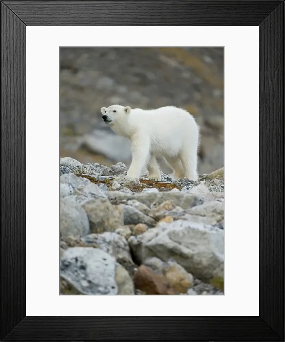Framed Print : Norway, Svalbard Archipelago, Greenland Sea Framed Print : Norway, Svalbard Archipelago, Greenland Sea
