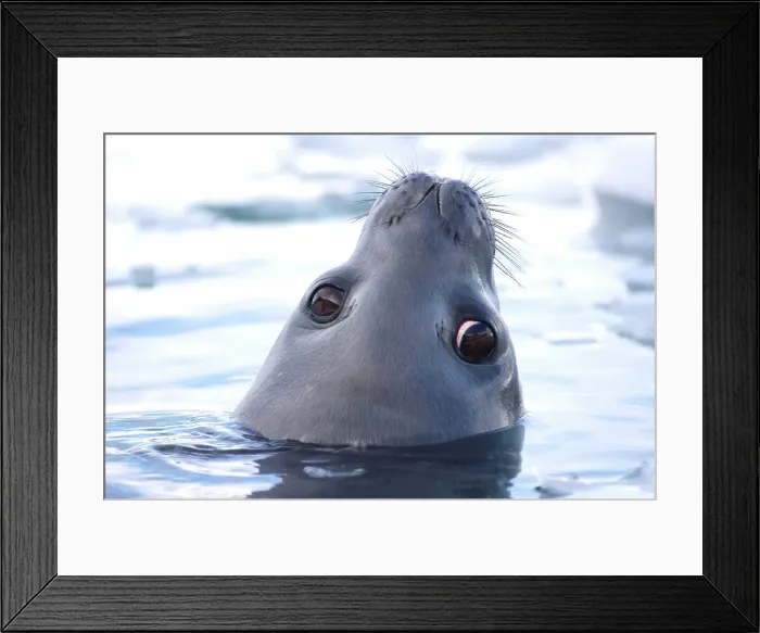 Framed Print : Antarctica, Antarctic Peninsula Framed Print : Antarctica, Antarctic Peninsula
