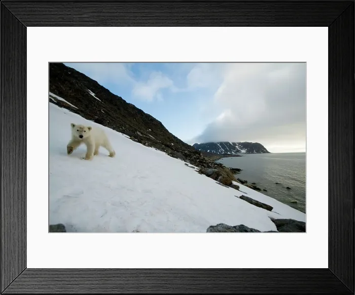 Framed Print : Norway, Svalbard Archipelago, Greenland Sea Framed Print : Norway, Svalbard Archipelago, Greenland Sea