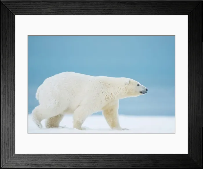 Framed Print : Juvenile Polar bear (Ursus maritimus) walking along Bernard Spit