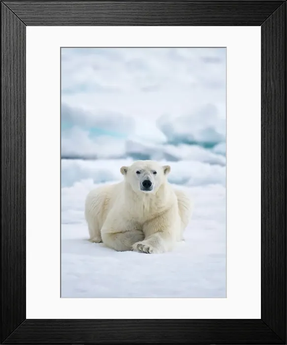 Framed Print : Norway, Svalbard Archipelago, Greenland Sea Framed Print : Norway, Svalbard Archipelago, Greenland Sea