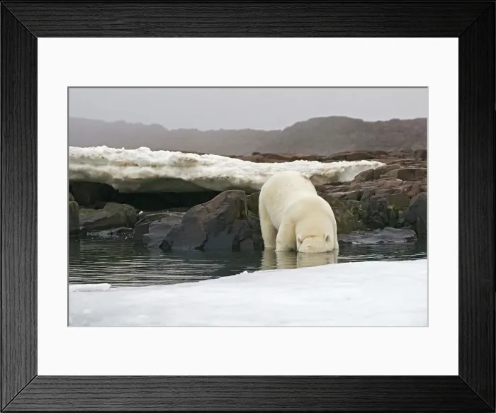 Framed Print : 4340, 4340-2108 Framed Print : 4340, 4340-2108