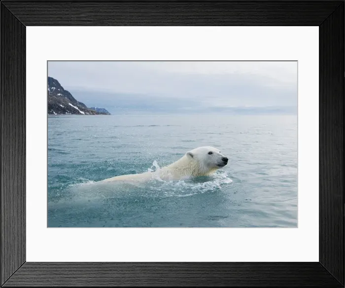 Framed Print : Norway, Svalbard Archipelago, Spitsbergen Framed Print : Norway, Svalbard Archipelago, Spitsbergen