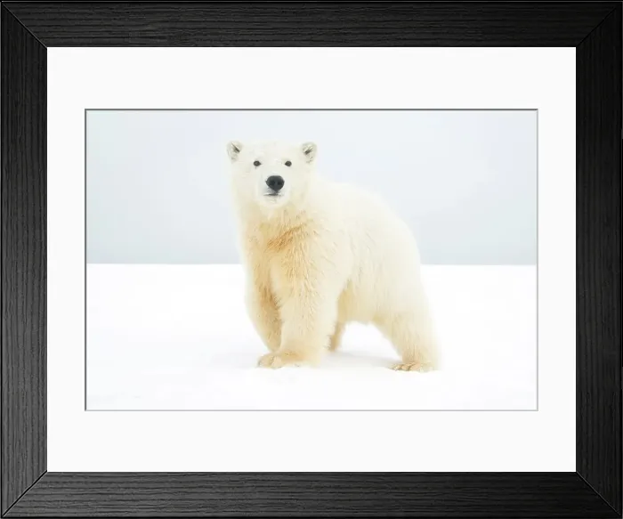 Framed Print : Curious Polar bear cub (Ursus maritimus) along Bernard Spit during fall freeze up Framed Print : Curious Polar bear cub (Ursus maritimus) along Bernard Spit during fall freeze up