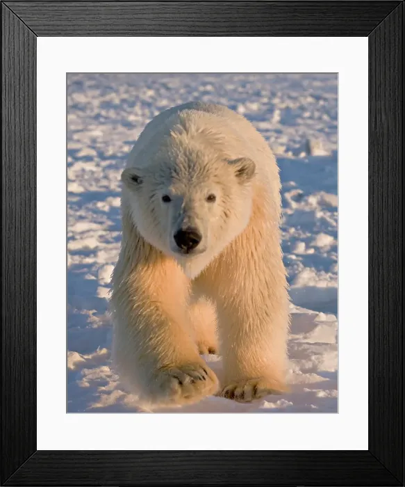 Framed Print : Curious Polar Bear Approaching on Newly Formed Pack Ice Framed Print : Curious Polar Bear Approaching on Newly Formed Pack Ice