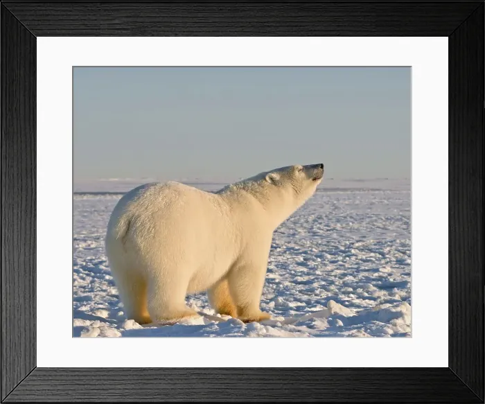 Framed Print : 4340, 4340-567 Framed Print : 4340, 4340-567