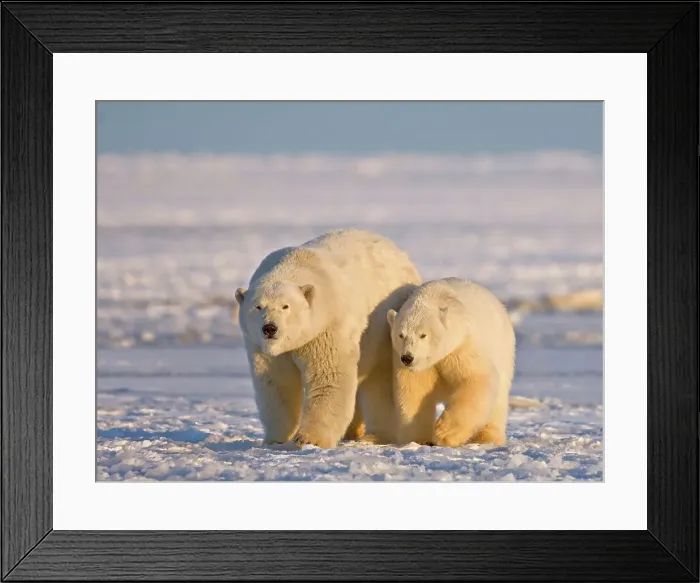 Framed Print : Polar Bear Sow with Cub on Newly Formed Pack Ice
