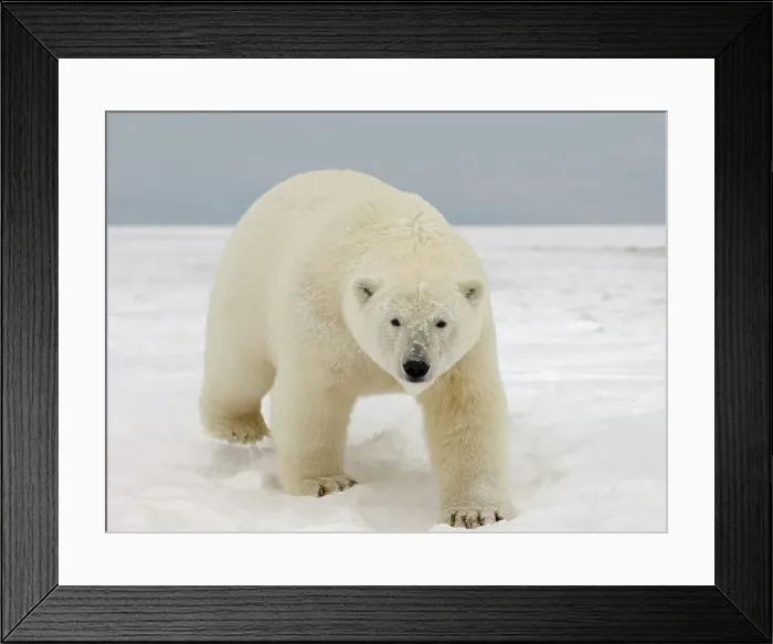 Framed Print : Curious Polar Bear Approaching on Newly Formed Pack Ice Framed Print : Curious Polar Bear Approaching on Newly Formed Pack Ice