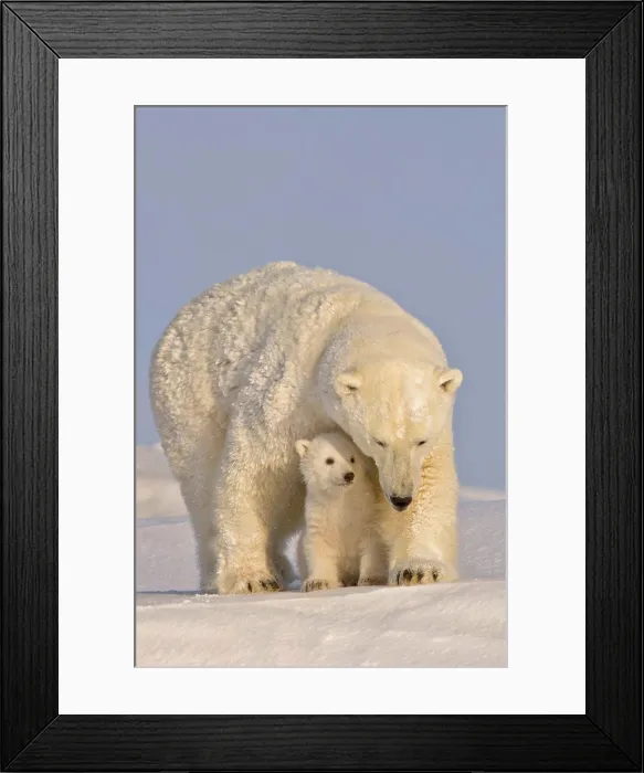Framed Print : Polar Bear Sow with Newborn Spring Cub Framed Print : Polar Bear Sow with Newborn Spring Cub