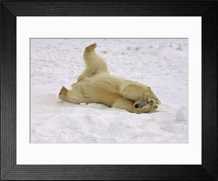 Framed Print : 4340, 4340-564 Framed Print : 4340, 4340-564