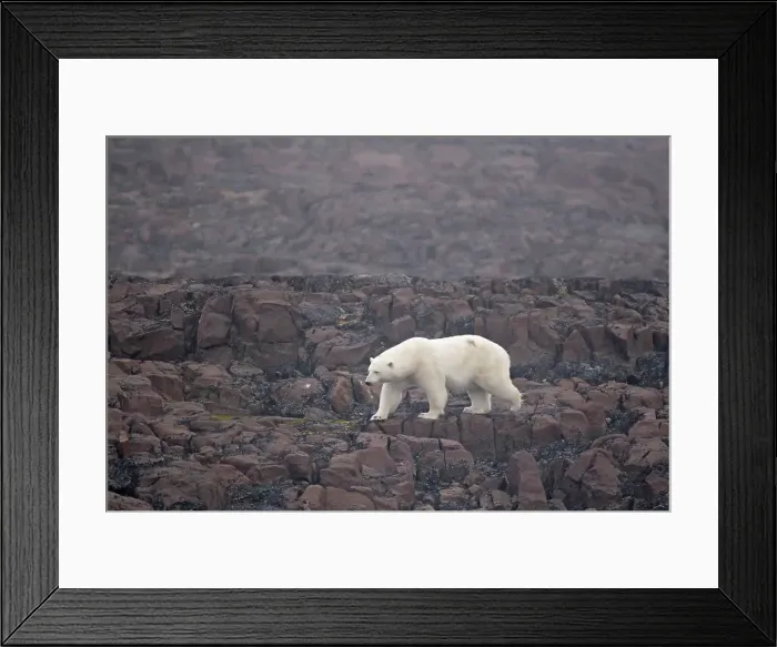 Framed Print : A large polar bear (Ursus maritimus) boar looks for food on a rock island off the coast of Svalbard Framed Print : A large polar bear (Ursus maritimus) boar looks for food on a rock island off the coast of Svalbard