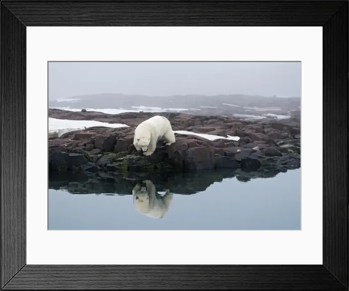 Framed Print : A large polar bear (Ursus maritimus) boar looks for food on a rock island off the coast of Svalbard Framed Print : A large polar bear (Ursus maritimus) boar looks for food on a rock island off the coast of Svalbard