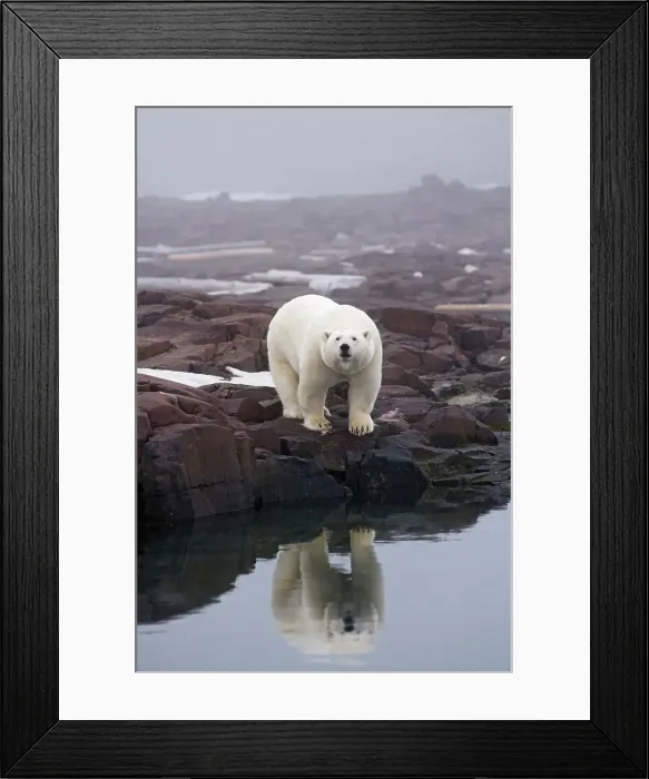 Framed Print : A large curious polar bear (Ursus maritimus) boar looks for food on a rock island off the coast of Svalbard Framed Print : A large curious polar bear (Ursus maritimus) boar looks for food on a rock island off the coast of Svalbard