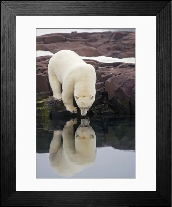 Framed Print : 4340, 4340-2103 Framed Print : 4340, 4340-2103