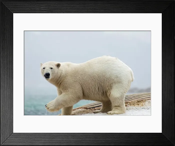 Framed Print : 4340, 4340-2159 Framed Print : 4340, 4340-2159