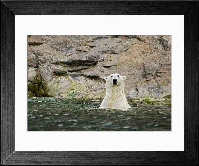 Framed Print : An adult polar bear (Ursus maritimus) in waters along the coast of Svalbard
