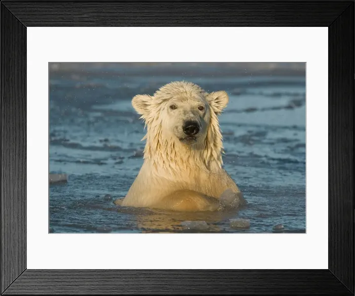 Framed Print : USA, Alaska, Brooks Range, Arctic National Wildlife Refuge Framed Print : USA, Alaska, Brooks Range, Arctic National Wildlife Refuge