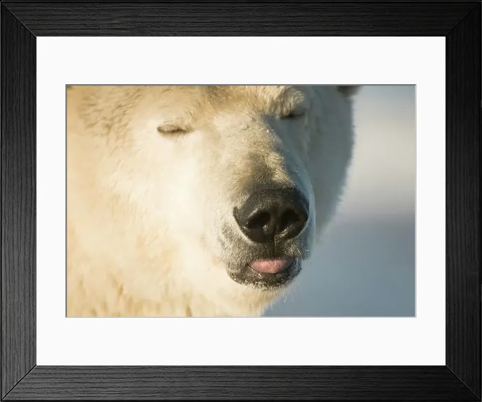 Framed Print : USA, Alaska, Brooks Range, Arctic National Wildlife Refuge