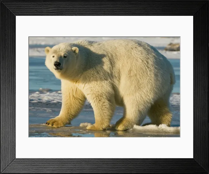Framed Print : USA, Alaska, Brooks Range, Bernard Spit Polar bear (Ursus maritimus) subadult on newly formed pack ice Framed Print : USA, Alaska, Brooks Range, Bernard Spit Polar bear (Ursus maritimus) subadult on newly formed pack ice