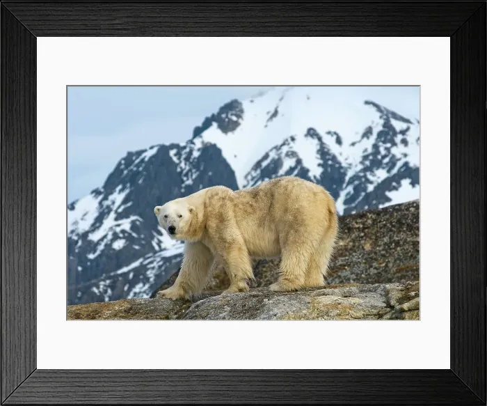 Framed Print : Norway, Svalbard Archipelago, Spitsbergen Framed Print : Norway, Svalbard Archipelago, Spitsbergen