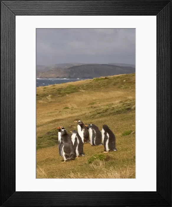 Framed Print : Falkland Islands, Beaver Island Framed Print : Falkland Islands, Beaver Island