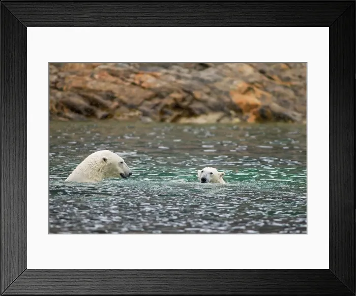 Framed Print : A polar bear (Ursus maritimus) sow and cub play in waters along the coast of Svalbard
