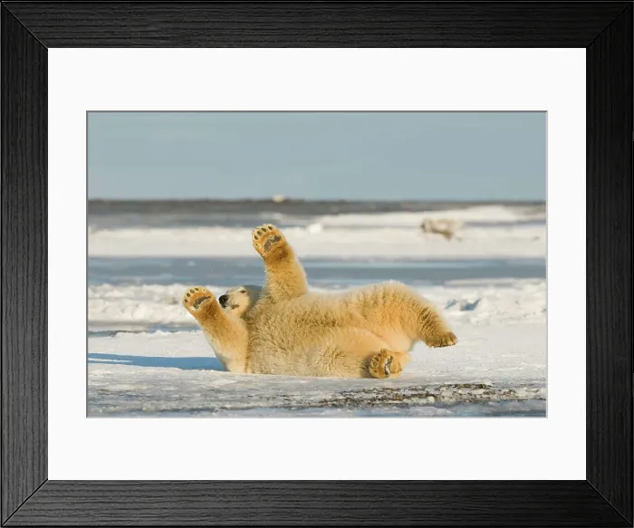 Framed Print : USA, Alaska, Brooks Range, Arctic National Wildlife Refuge