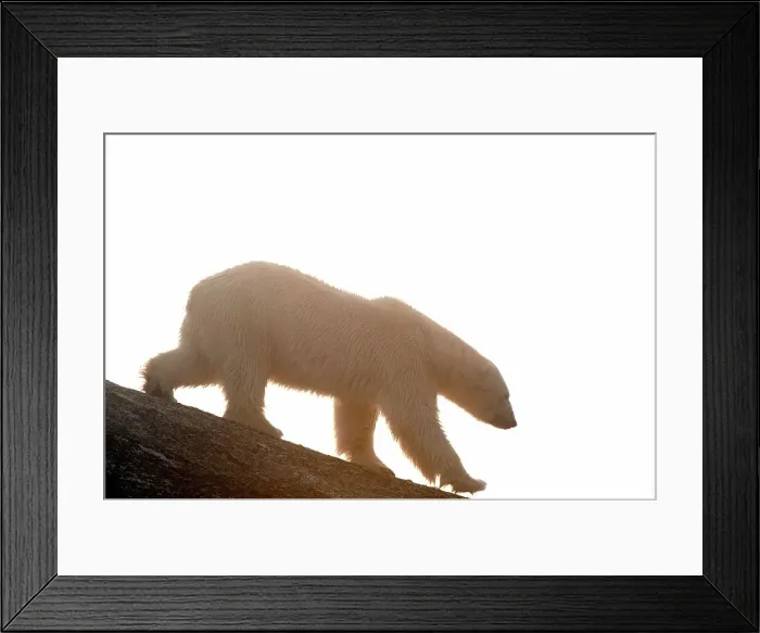 Framed Print : Norway, Svalbard Archipelago, Spitsbergen Framed Print : Norway, Svalbard Archipelago, Spitsbergen