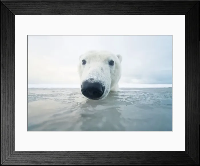 Framed Print : Curious Polar bear cub (Ursus maritimus) in freezing water