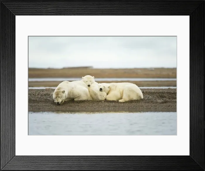 Framed Print : Polar bear (Ursus maritimus) sow with cubs resting on barrier island Framed Print : Polar bear (Ursus maritimus) sow with cubs resting on barrier island