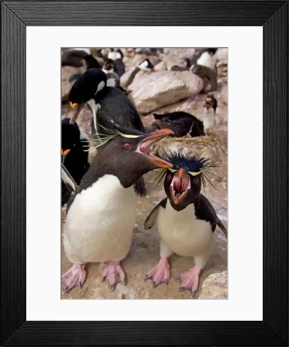 Framed Print : Falkland Islands, New Island, Macaroni penguins (Eudyptes chrysolophus) Framed Print : Falkland Islands, New Island, Macaroni penguins (Eudyptes chrysolophus)