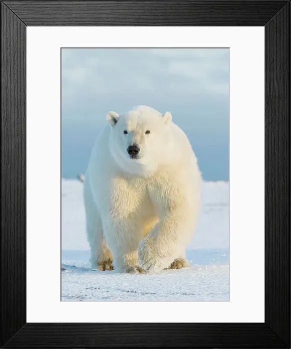Framed Print : Polar bear (Ursus maritimus) sow walking on a barrier island Framed Print : Polar bear (Ursus maritimus) sow walking on a barrier island