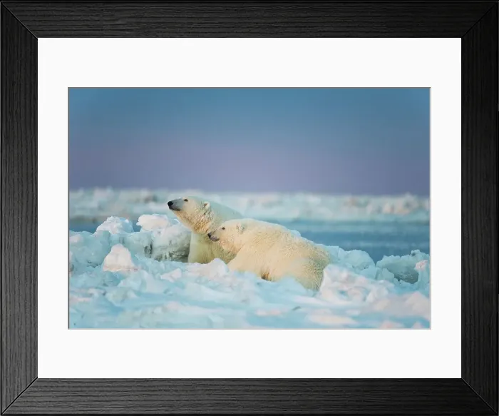 Framed Print : Polar bear (Ursus maritimus) sow with its cub resting on the newly frozen pack ice Framed Print : Polar bear (Ursus maritimus) sow with its cub resting on the newly frozen pack ice