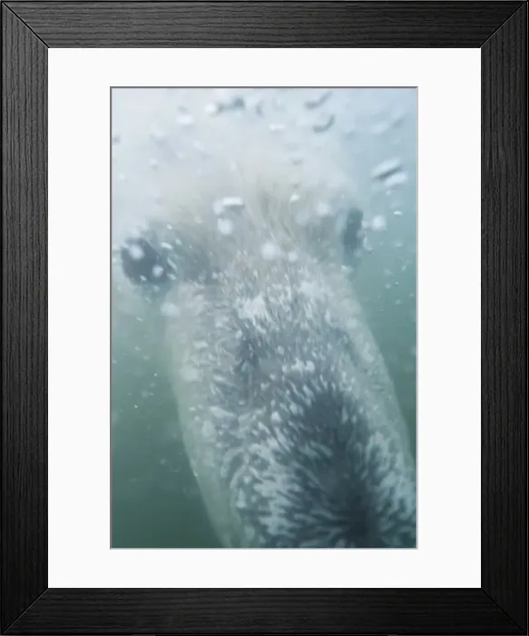 Framed Print : Underwater view of a young Polar bear (Ursus maritimus) swimming in freezing water Framed Print : Underwater view of a young Polar bear (Ursus maritimus) swimming in freezing water